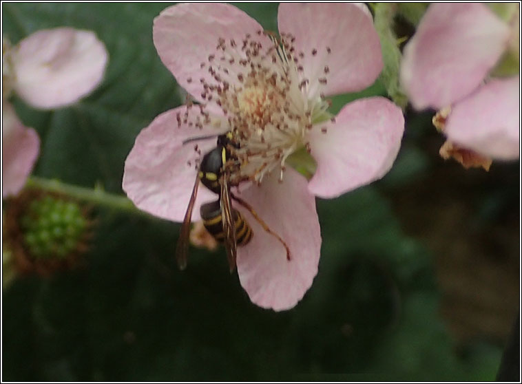 Dolichovespula sp