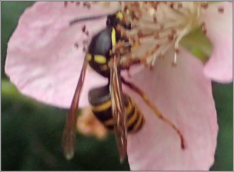 Dolichovespula sp