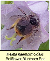 Melitta haemorrhoidalis, Bellflower Blunthorn Bee