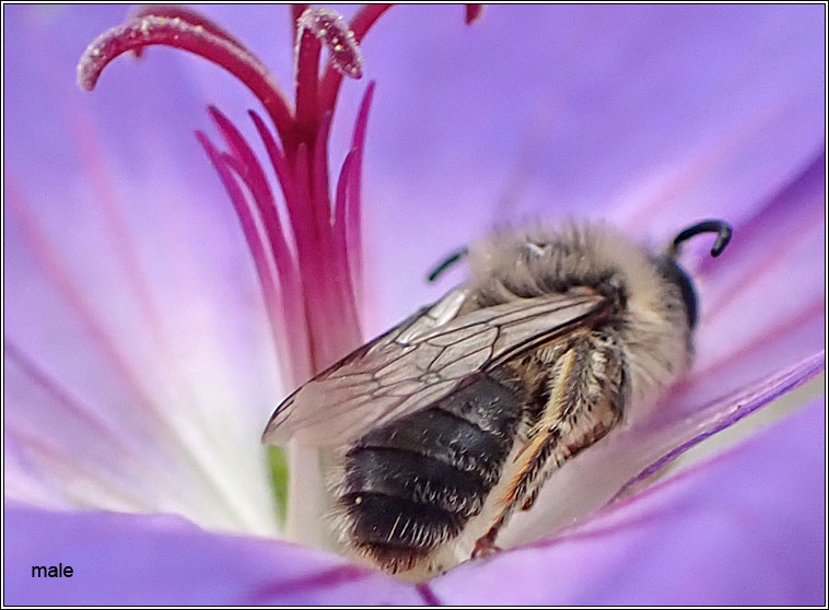 Melitta haemorrhoidalis, Bellflower Blunthorn Bee