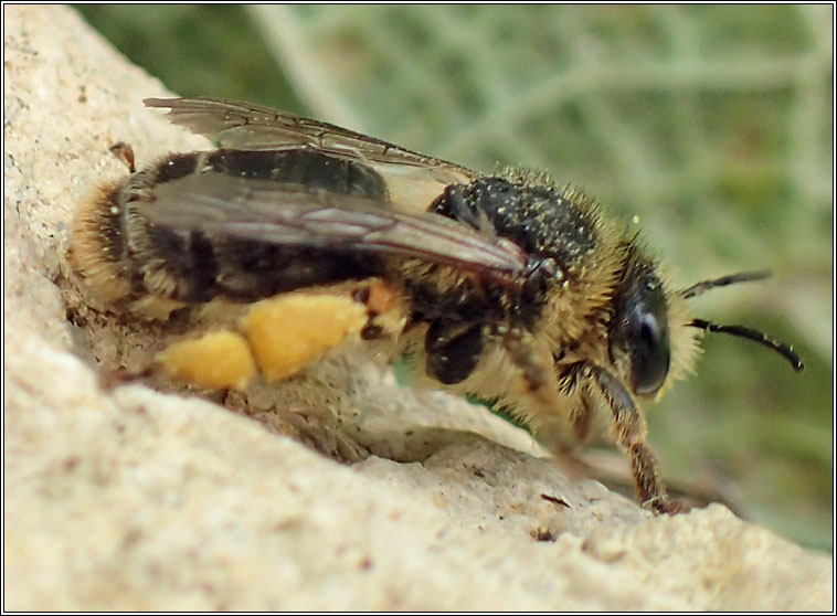 Melitta haemorrhoidalis, Bellflower Blunthorn Bee