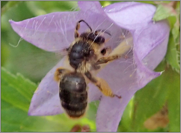 Melitta haemorrhoidalis, Bellflower Blunthorn Bee