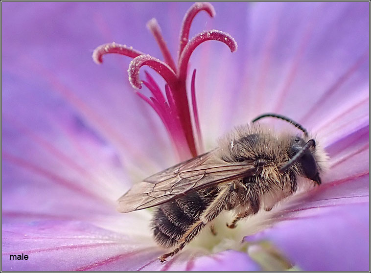 Melitta haemorrhoidalis, Bellflower Blunthorn Bee