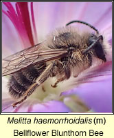 Melitta haemorrhoidalis, Bellflower Blunthorn Bee