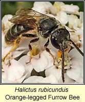 Halictus rubicundus, Orange-legged Furrow Bee