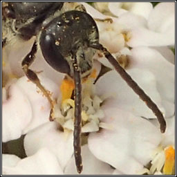 Halictus rubicundus, Orange-legged Furrow Bee