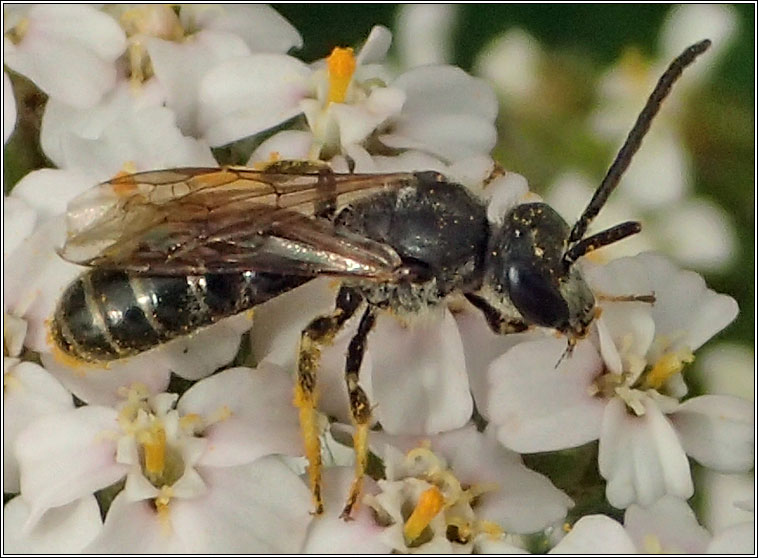 Halictus rubicundus, Orange-legged Furrow Bee