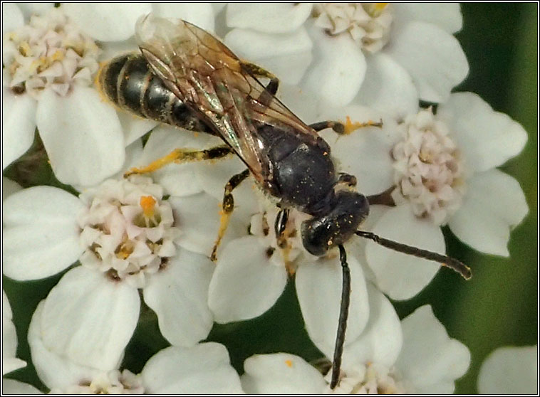 Halictus rubicundus, Orange-legged Furrow Bee