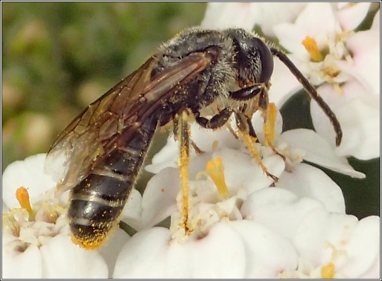 Halictus rubicundus, Orange-legged Furrow Bee