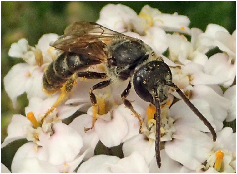 Halictus rubicundus, Orange-legged Furrow Bee