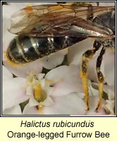 Halictus rubicundus, Orange-legged Furrow Bee