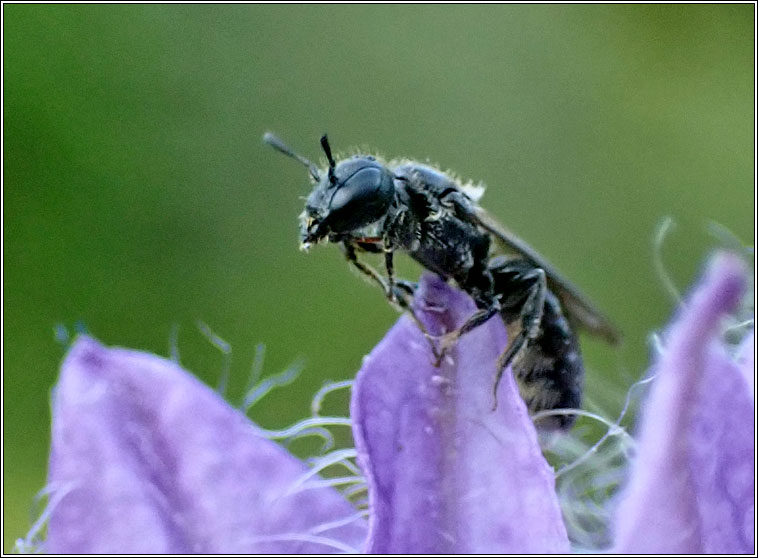 Chelostoma campanularum, Harebell Carpenter bee