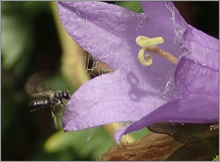 Chelostoma campanularum, Harebell Carpenter bee