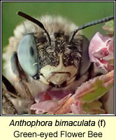 Anthophora bimaculata, Green-eyed Flower Bee