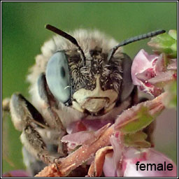 Anthophora bimaculata, Green-eyed Flower Bee