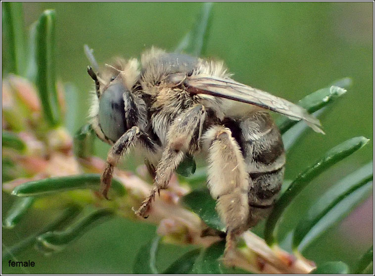 Anthophora bimaculata, Green-eyed Flower Bee