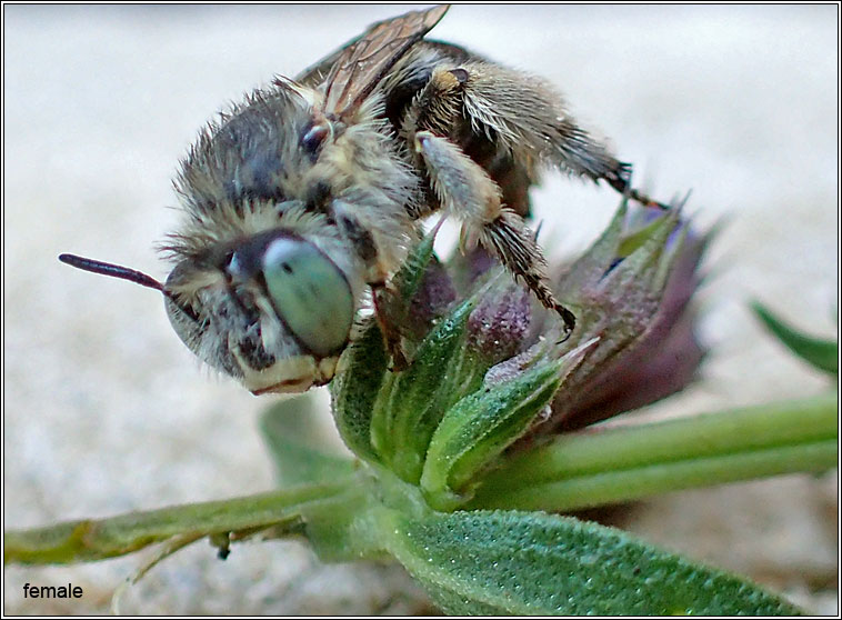 Anthophora bimaculata, Green-eyed Flower Bee