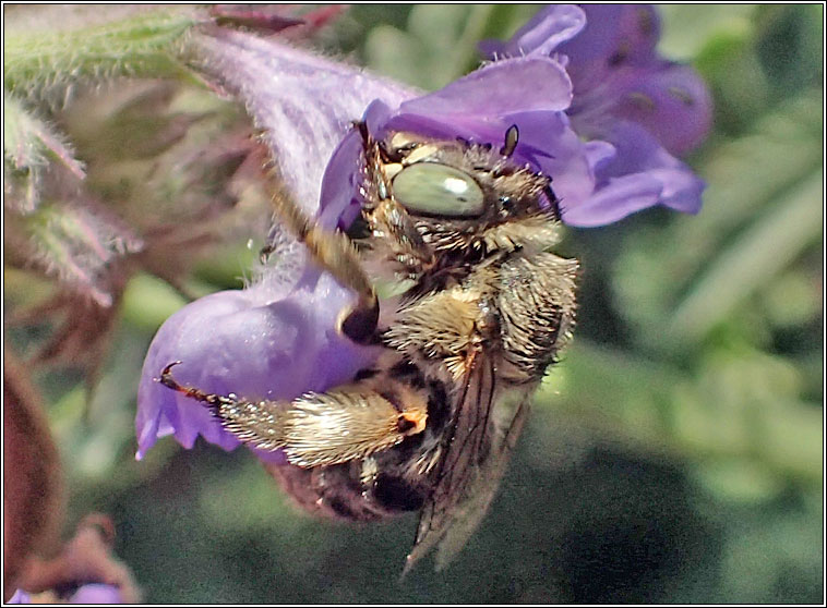 Anthophora bimaculata, Green-eyed Flower Bee