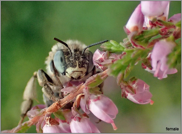 Anthophora bimaculata, Green-eyed Flower Bee