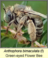 Anthophora bimaculata, Green-eyed Flower Bee