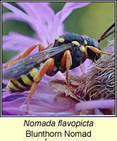 Nomada flavopicta, Blunthorn Nomad