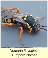 Nomada flavopicta, Blunthorn Nomad