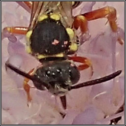 Nomada flavopicta, Blunthorn Nomad