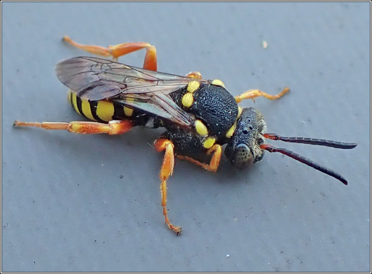 Nomada flavopicta, Blunthorn Nomad