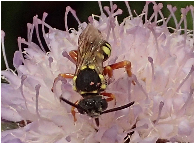 Nomada flavopicta, Blunthorn Nomad