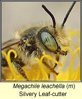 Megachile leachella, Silvery Leaf-cutter