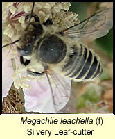 Megachile leachella, Silvery Leaf-cutter