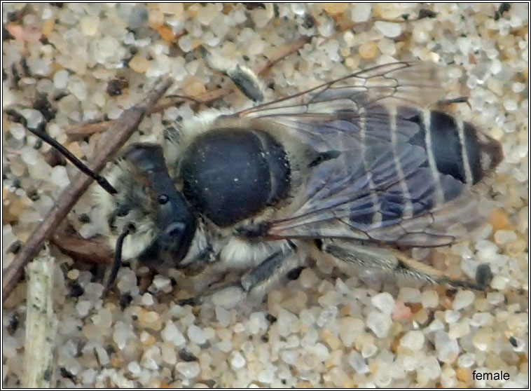 Megachile leachella, Silvery Leaf-cutter