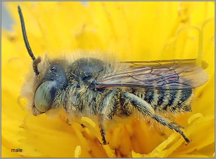 Megachile leachella, Silvery Leaf-cutter