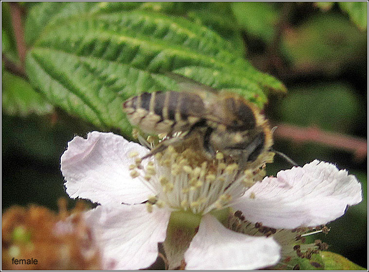 Megachile leachella, Silvery Leaf-cutter