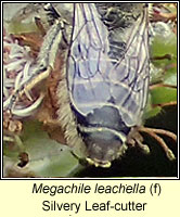 Megachile leachella, Silvery Leaf-cutter