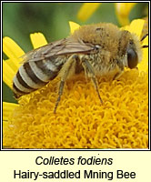 Colletes fodiens