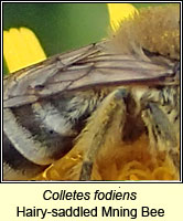 Colletes fodiens