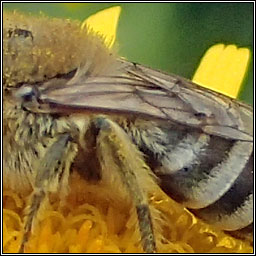 Colletes fodiens, Hairy-saddled Mning Bee