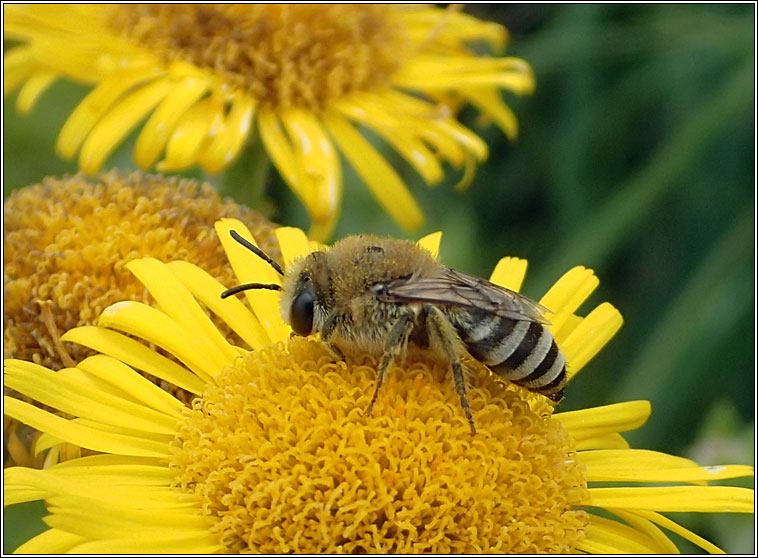 Colletes fodiens, Hairy-saddled Mning Bee