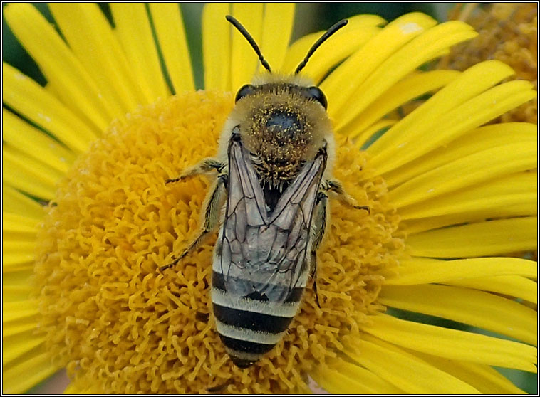 Colletes fodiens, Hairy-saddled Mning Bee