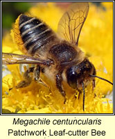 Megachile centuncularis, Patchwork Leaf-cutter