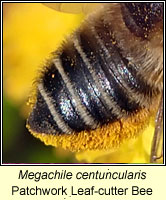 Megachile centuncularis, Patchwork Leaf-cutter