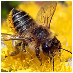 Megachile centuncularis, Patchwork Leaf-cutter Bee