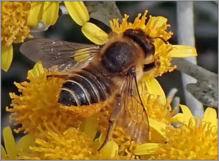 Megachile centuncularis, Patchwork Leaf-cutter Bee