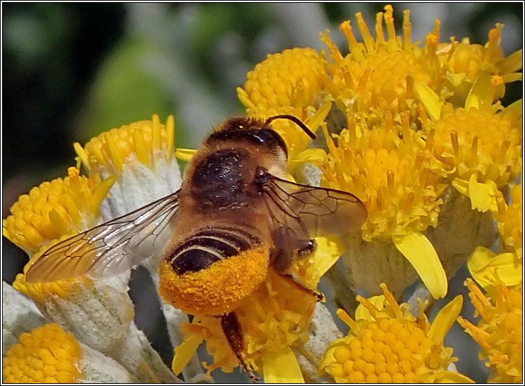 Megachile centuncularis, Patchwork Leaf-cutter Bee