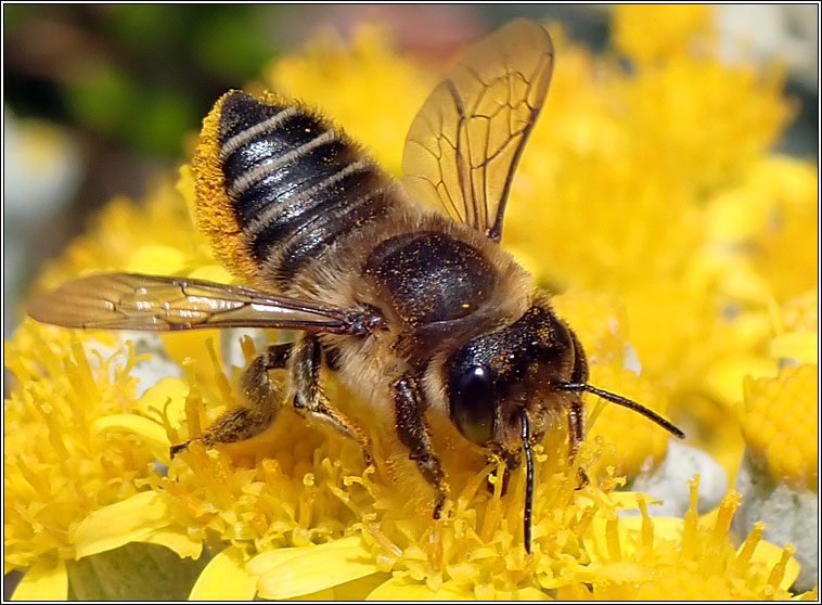 Megachile centuncularis, Patchwork Leaf-cutter Bee