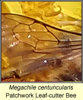 Megachile centuncularis, Patchwork Leaf-cutter