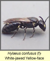 Hylaeus confusus, White-jawed Yellow-face