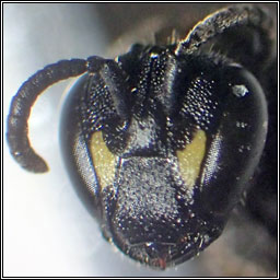 Hylaeus confusus, White-jawed Yellow-face