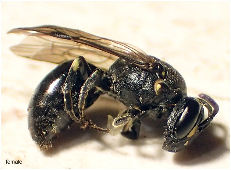 Hylaeus confusus, White-jawed Yellow-face